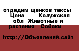 отдадим щенков таксы  › Цена ­ 1 - Калужская обл. Животные и растения » Собаки   